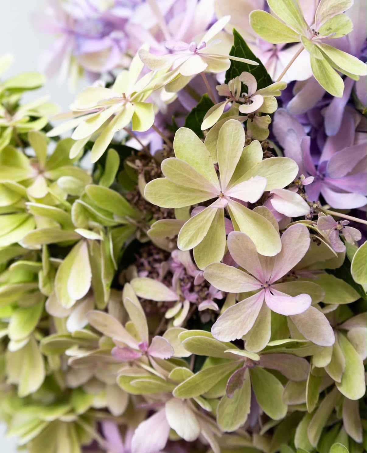 新入荷!! Hydrangea Antique Green