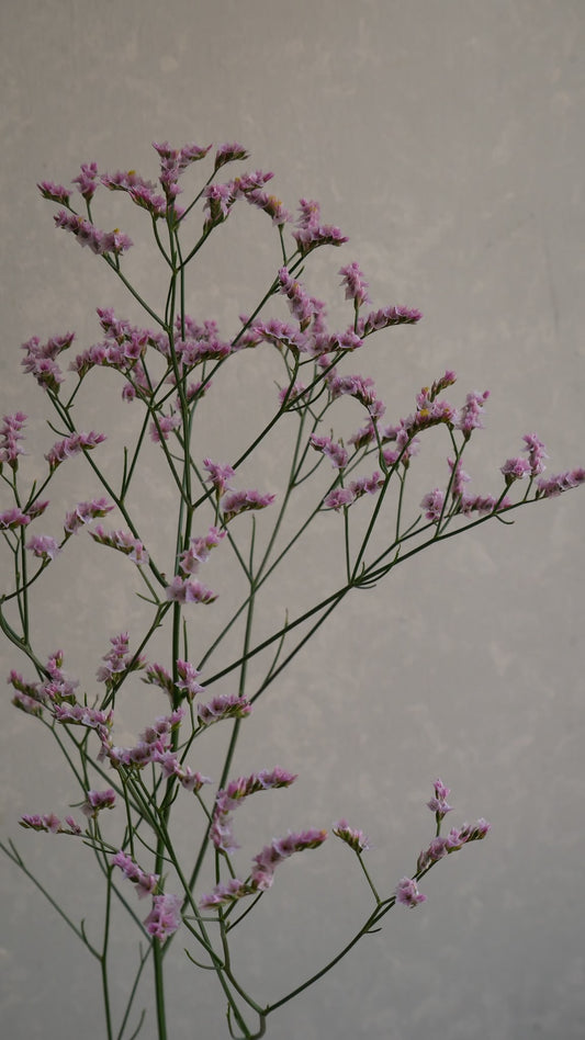 Limonium sinuatum Mimasaka 美作 (70cm)