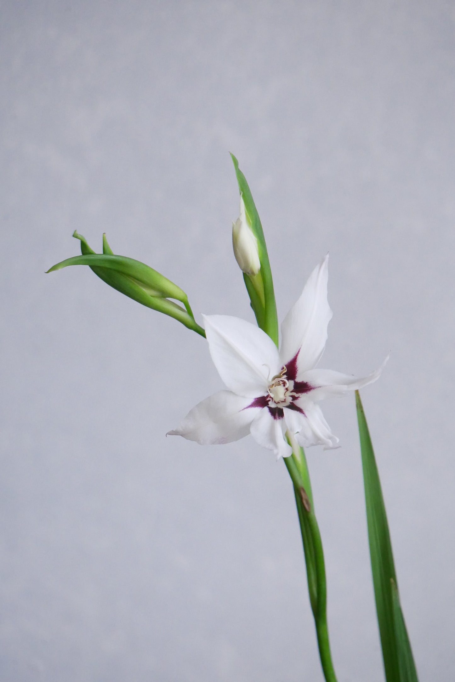 Acidanthera
