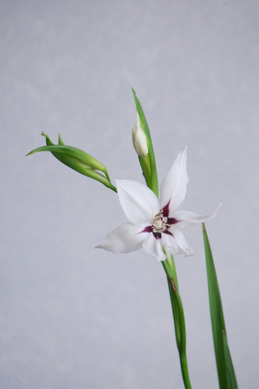 Acidanthera