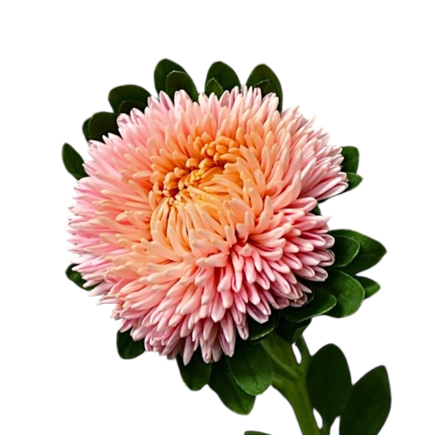 Aster Bob Salmon Orange