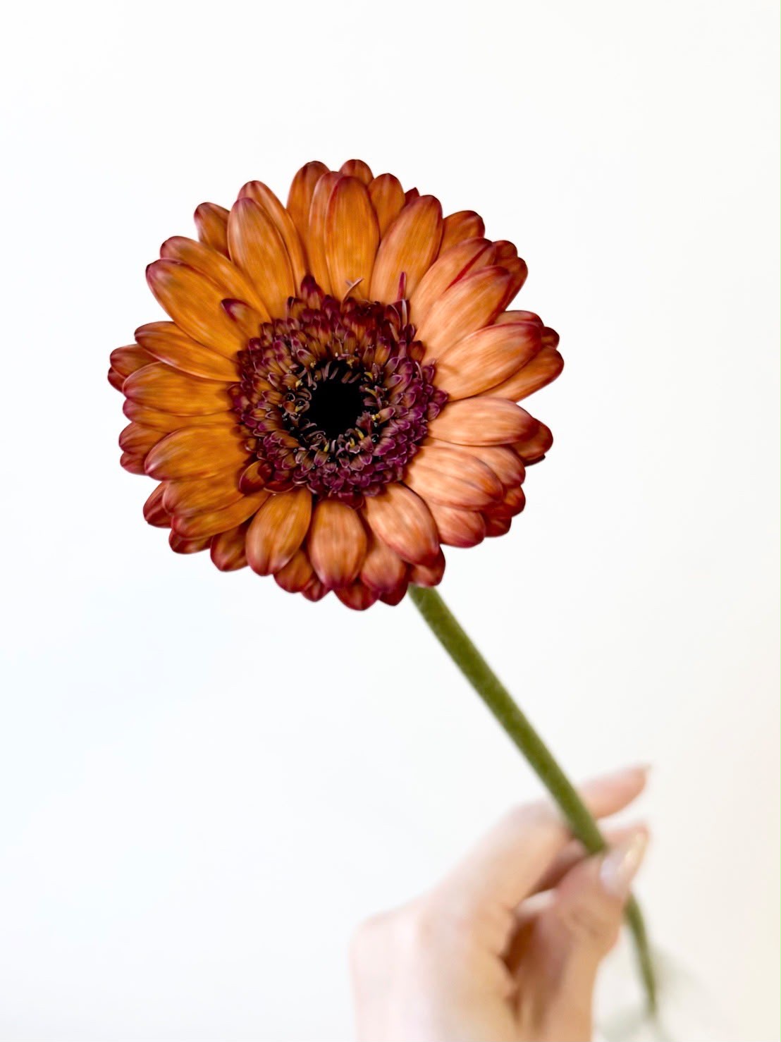 新入荷!! Gerbera Mini Moca