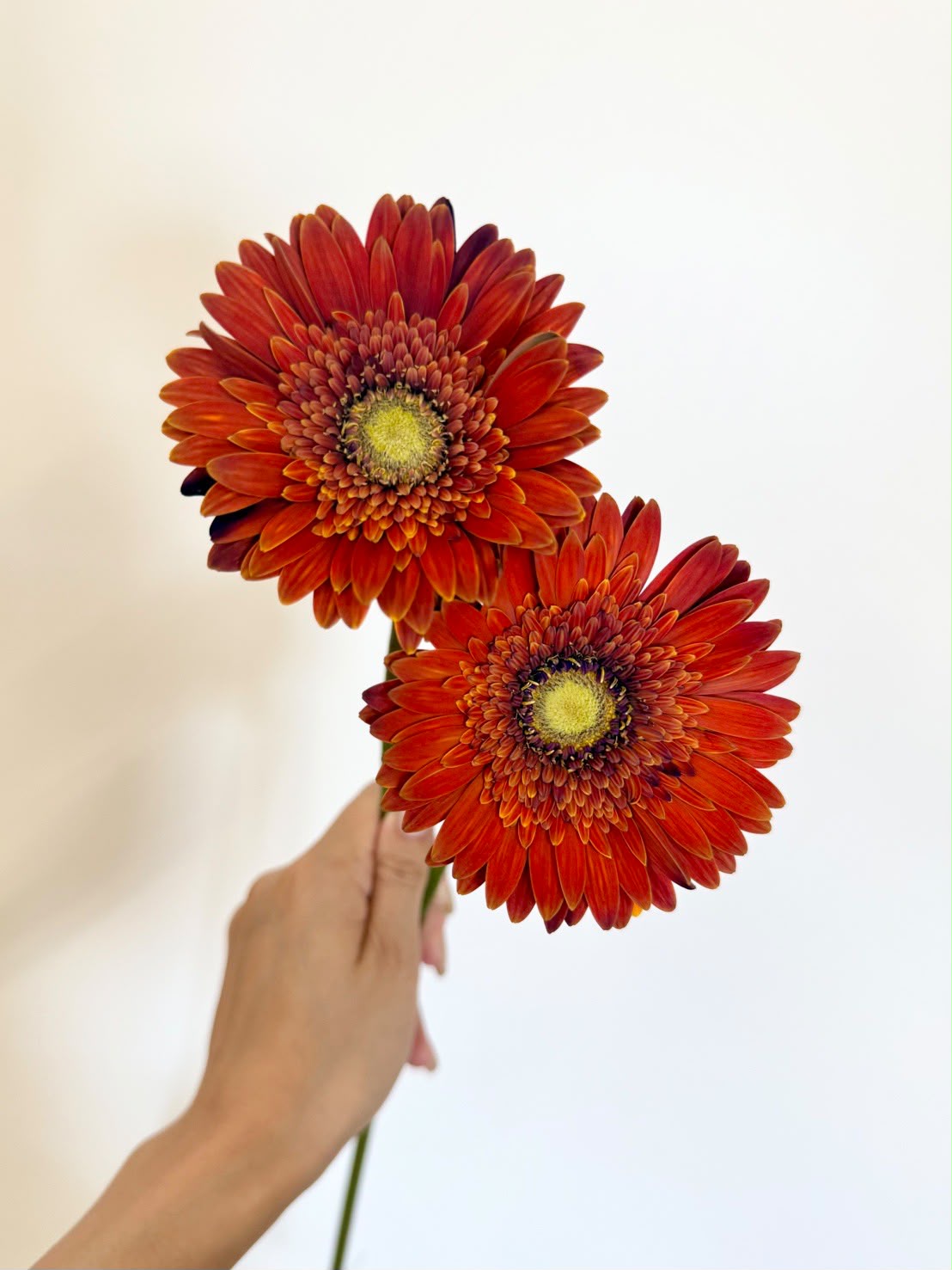 新入荷!! Gerbera Pistachio