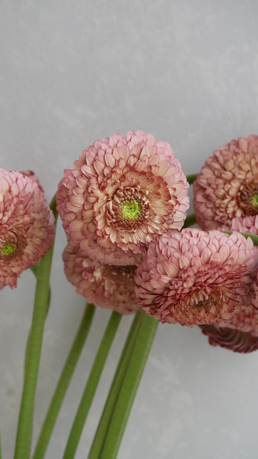 (Clearance Sale) Gerbera Pistachio