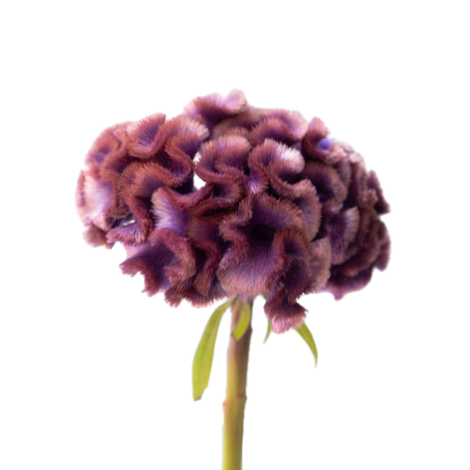 Celosia Tinted - 紅桔梗 (60cm)