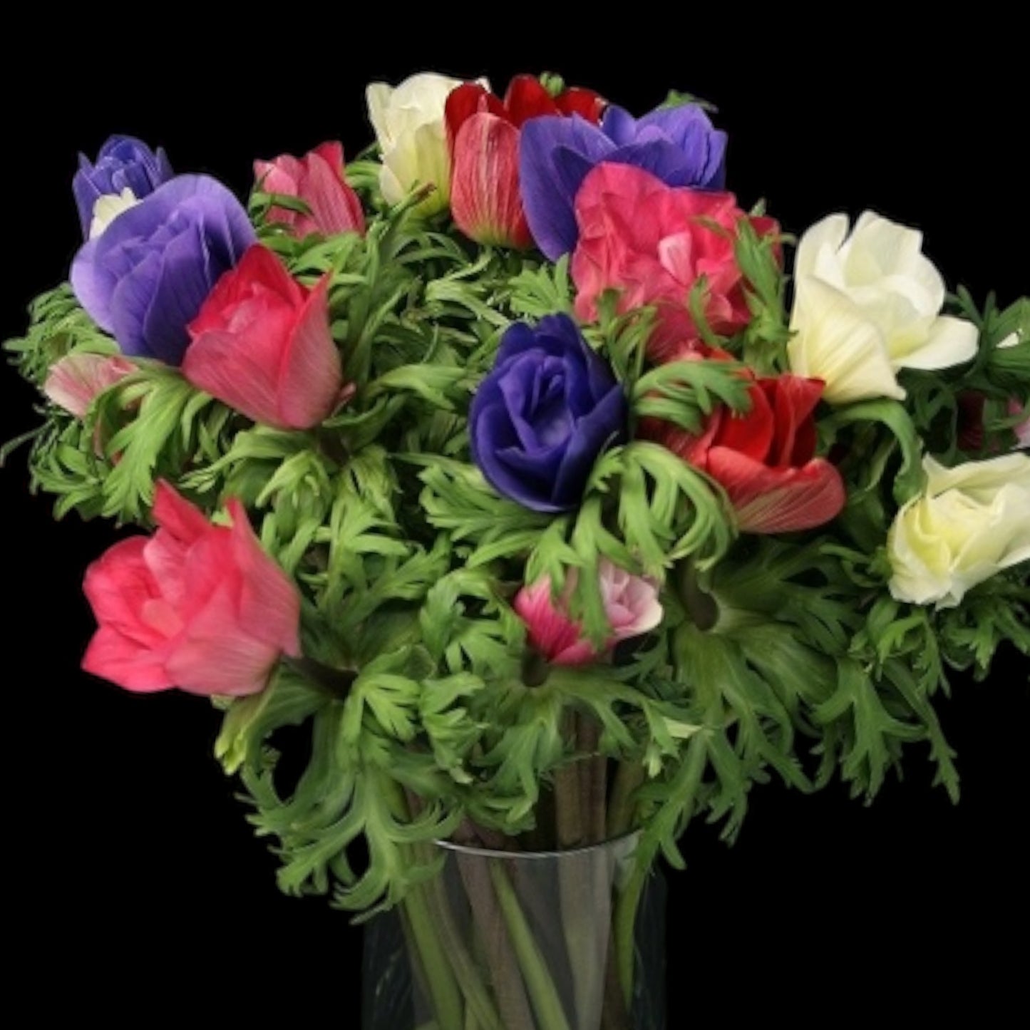 Anemone Mix (秀 35cm)