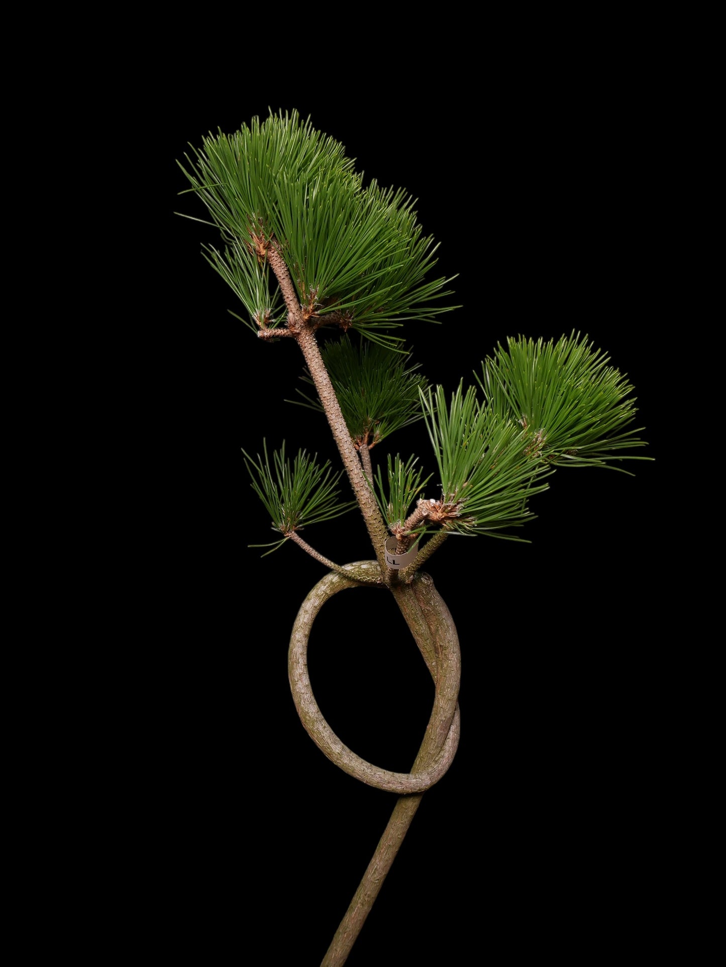 お菊の松(結び)