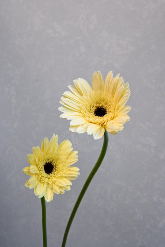 Gerbera Stewart