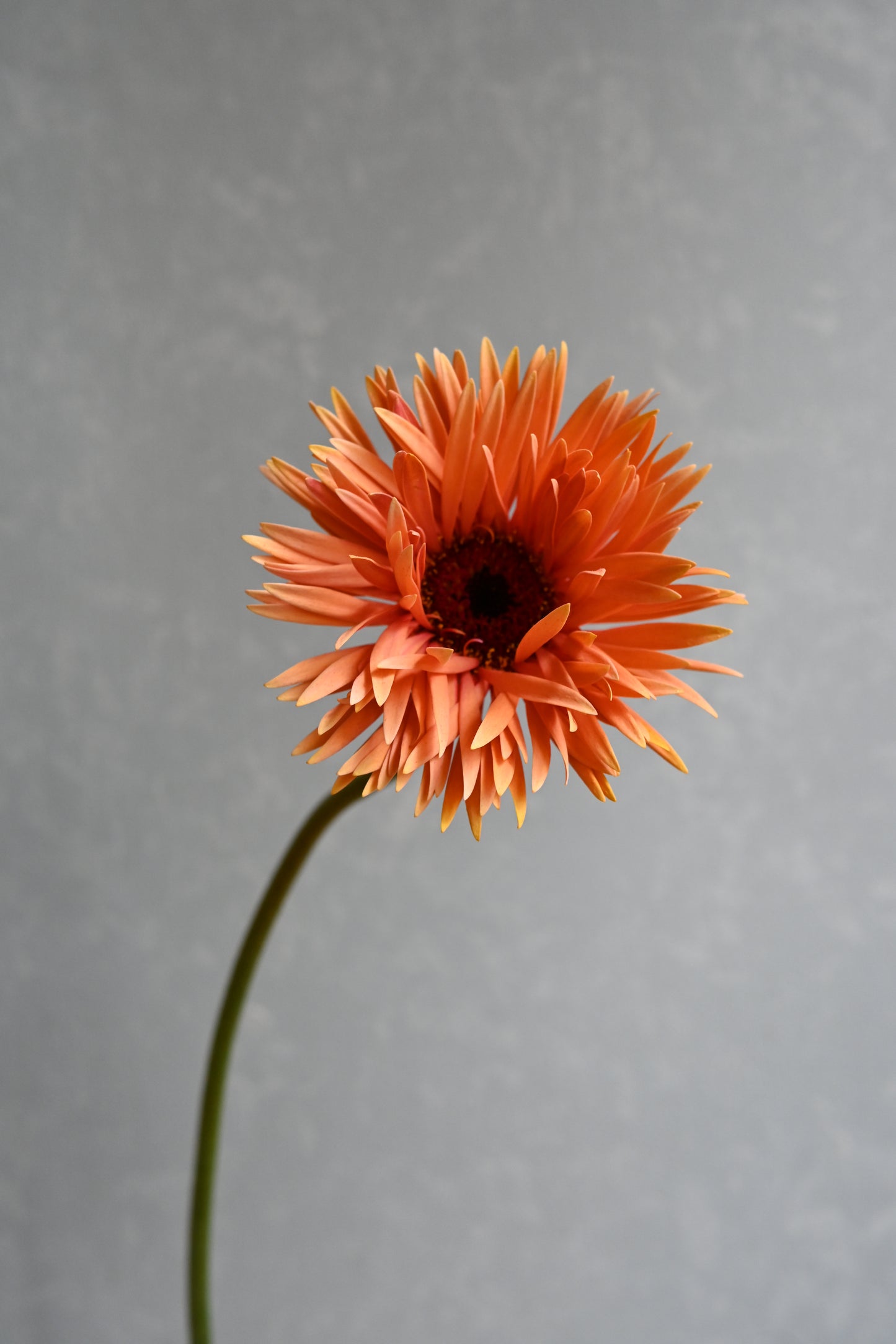 (Clearance Sale) Gerbera Monster Orange