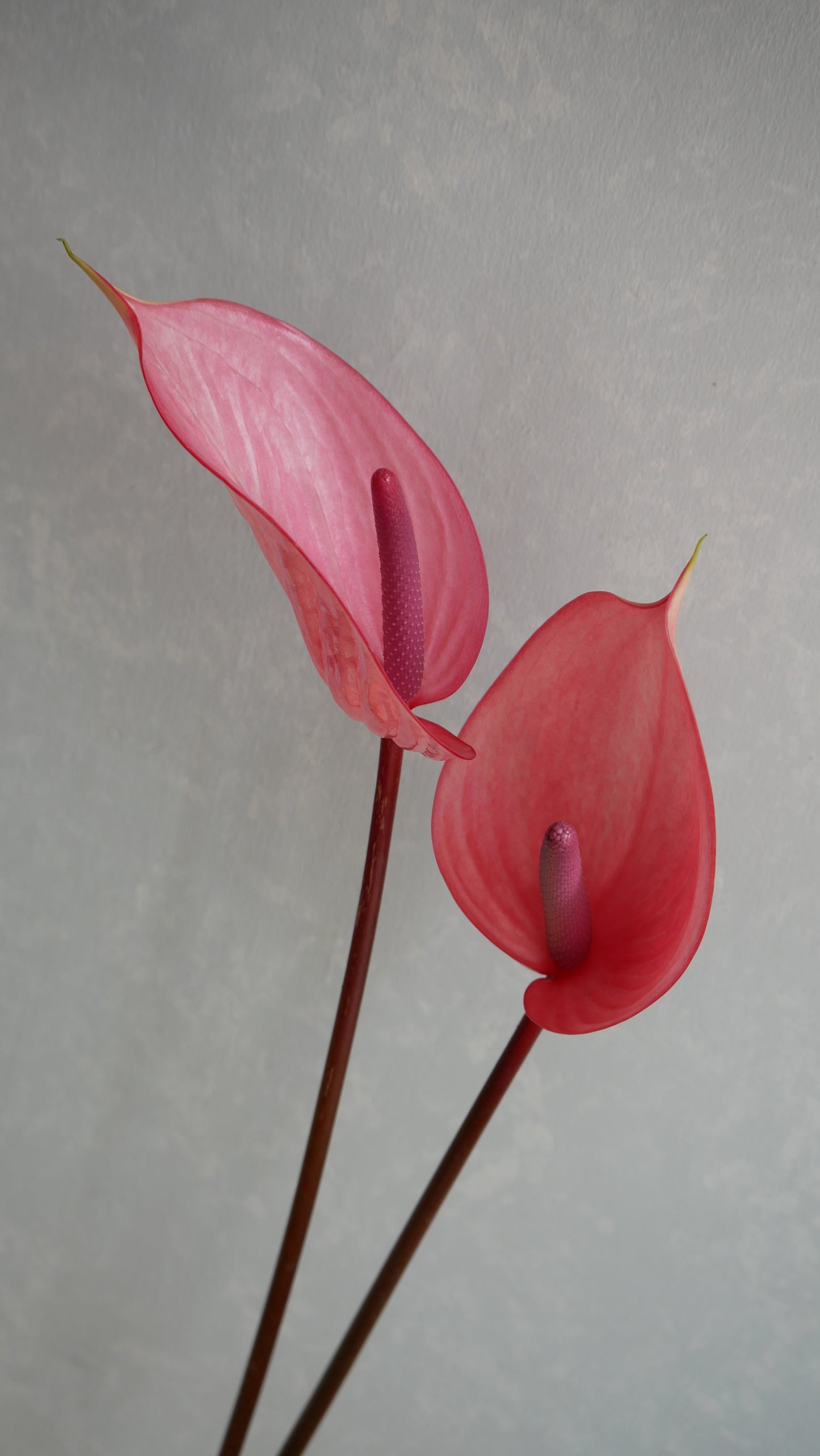 Anthurium Hot Pink