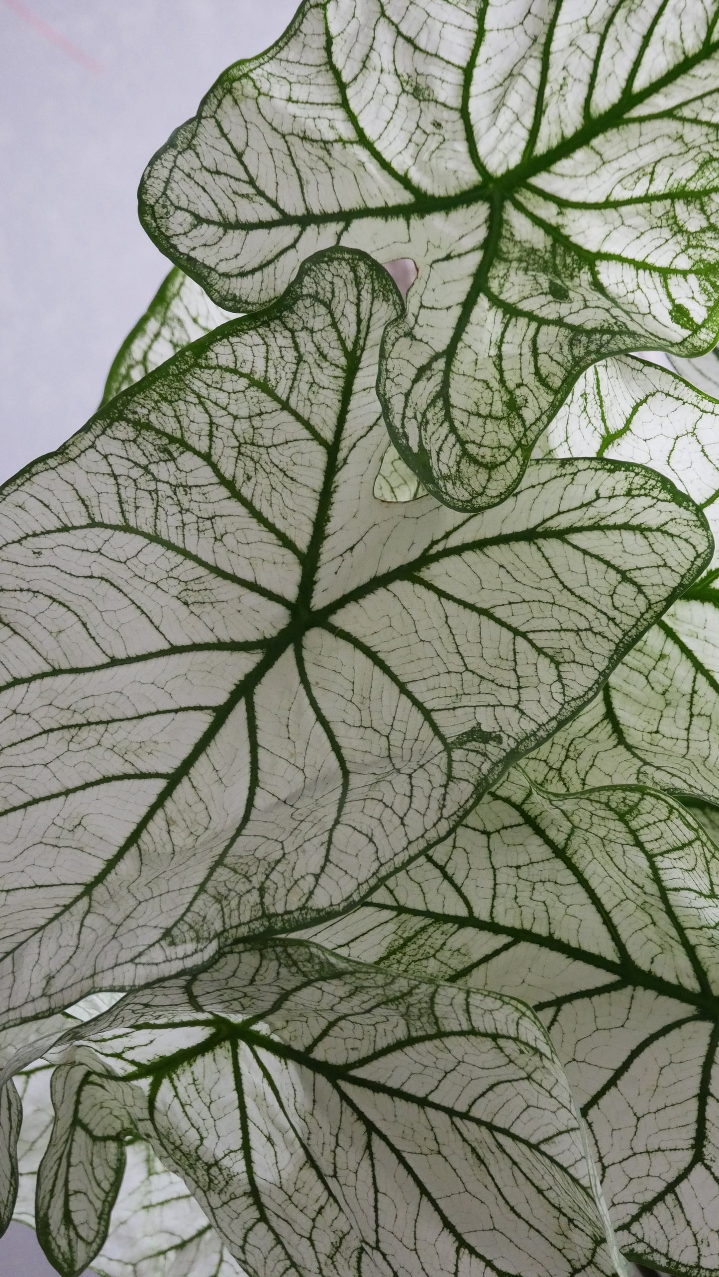 Caladium Allure (50cm)