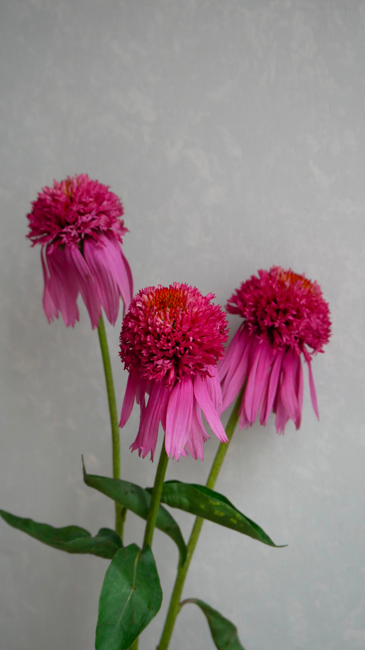 新入荷!! Echinacea Double Scoop Bubble Gum (45-50cm)