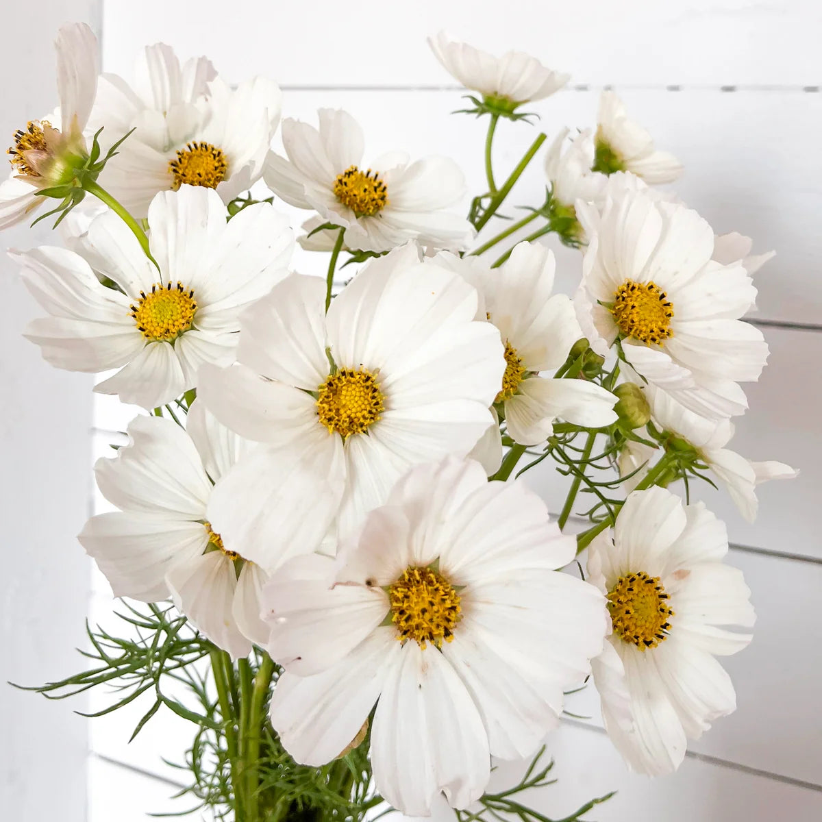 Cosmos Afternoon White (80cm)