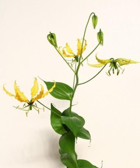 Gloriosa Lemon Yellow (2L)