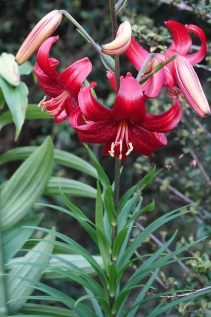Lilium sp. Red Velvet (70cm)