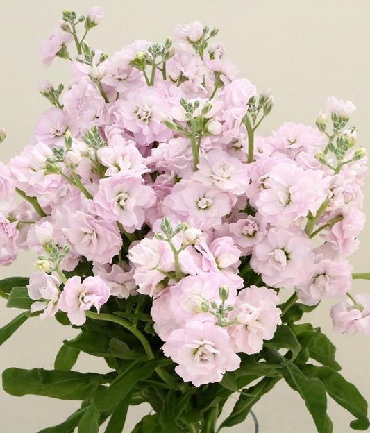 Matthiola High Quartet Cherry (70cm)