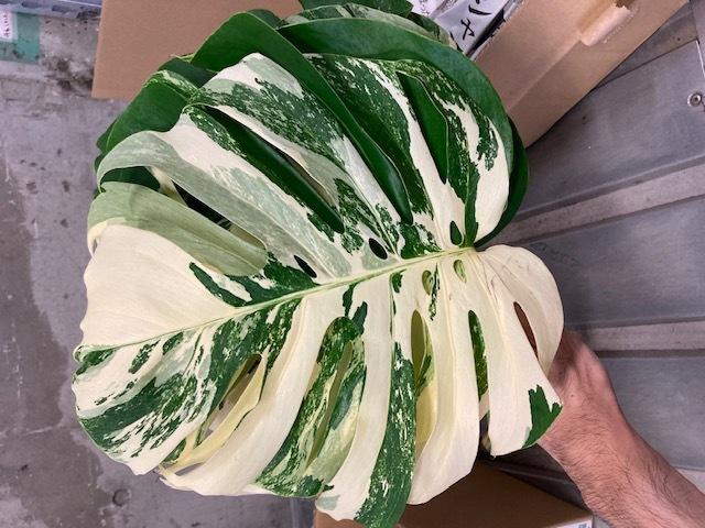 Monstera deliciosa 斑入 (5L)