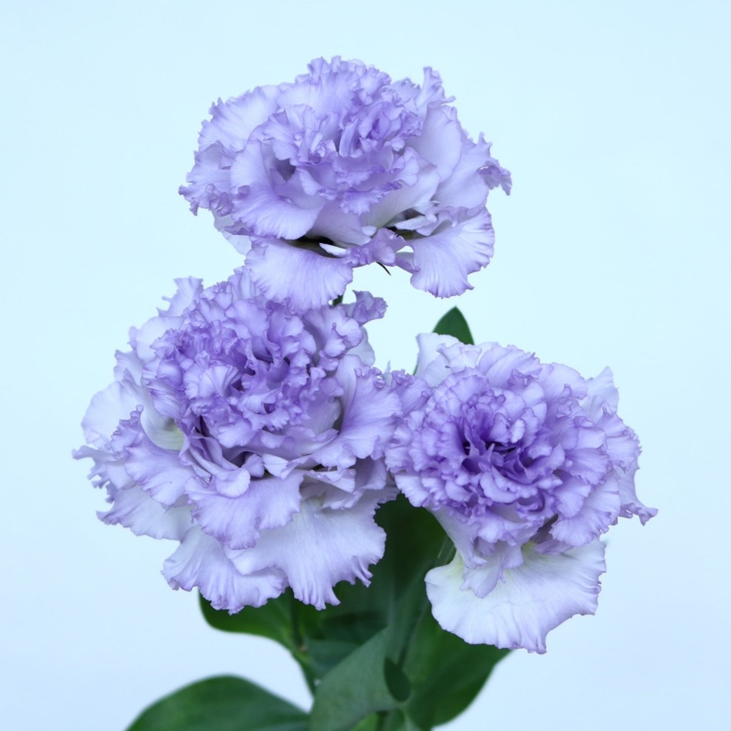 Eustoma NF Lavender