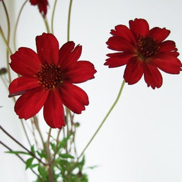 Cosmos Noel Red (30-40cm)