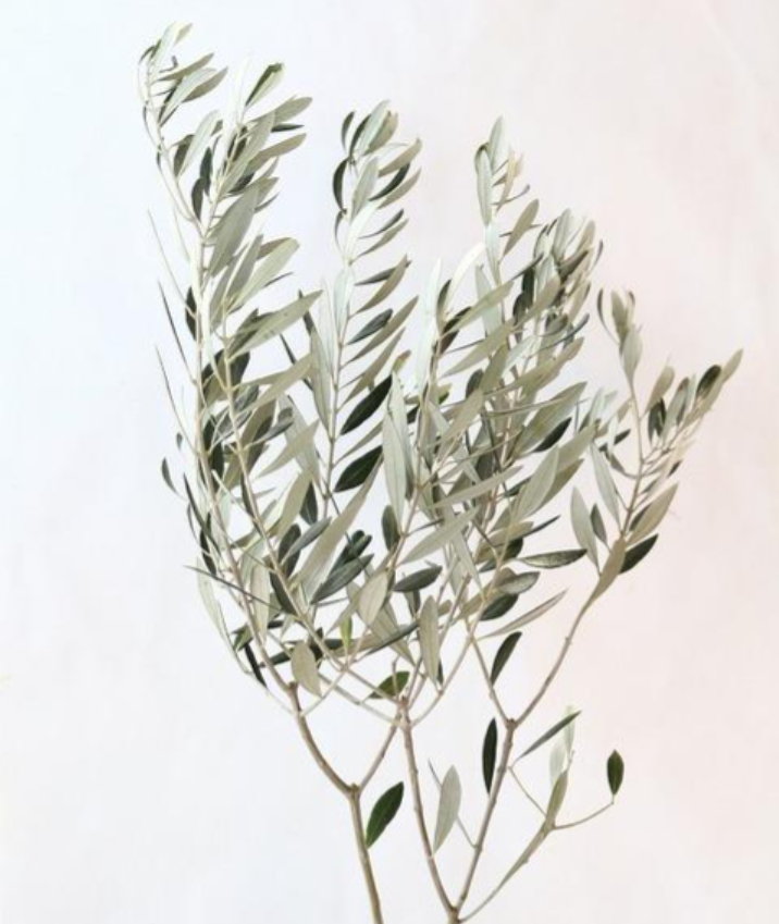Olea europaea Olive (秀 80cm)