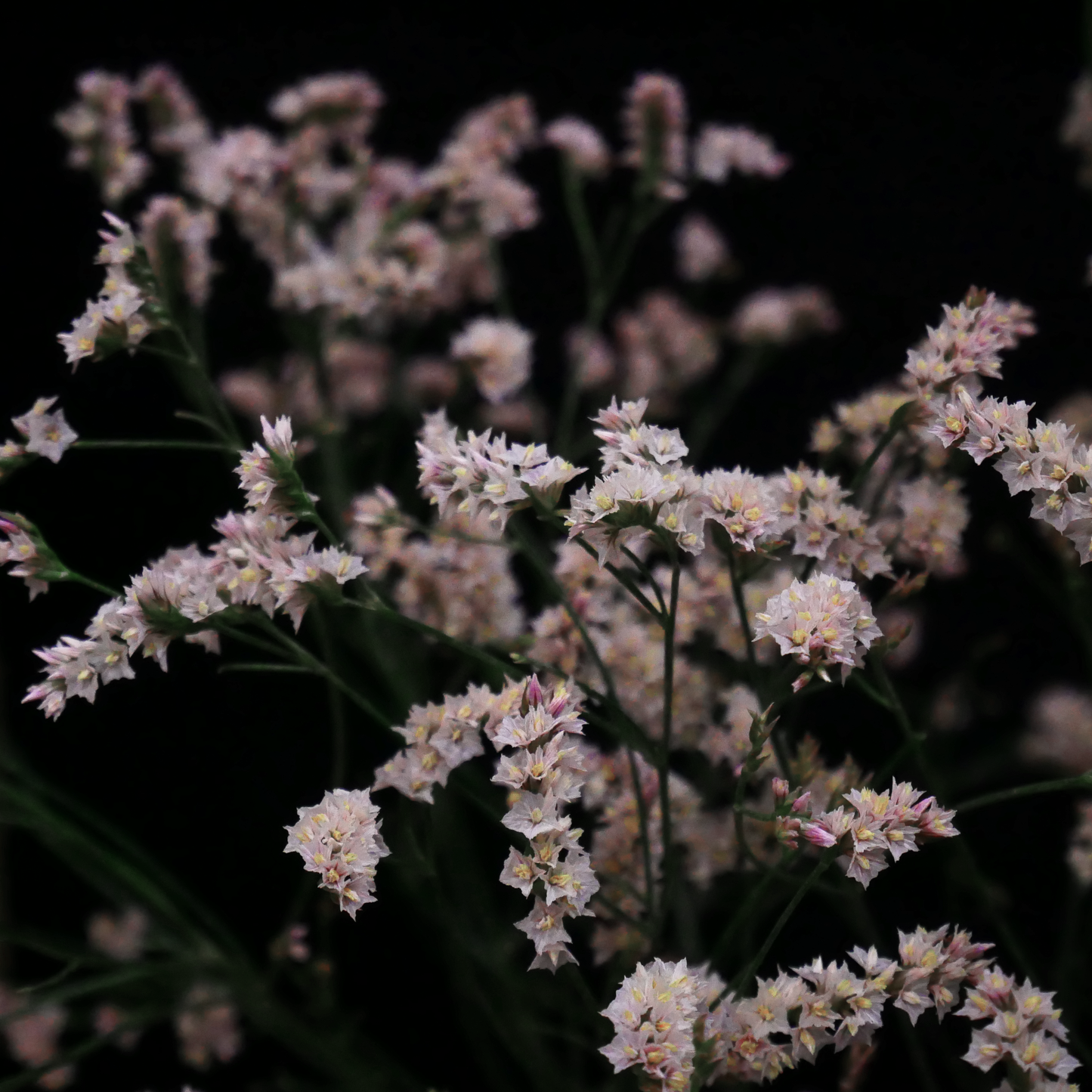 Statice(Limonium sinuatum) 雲竜