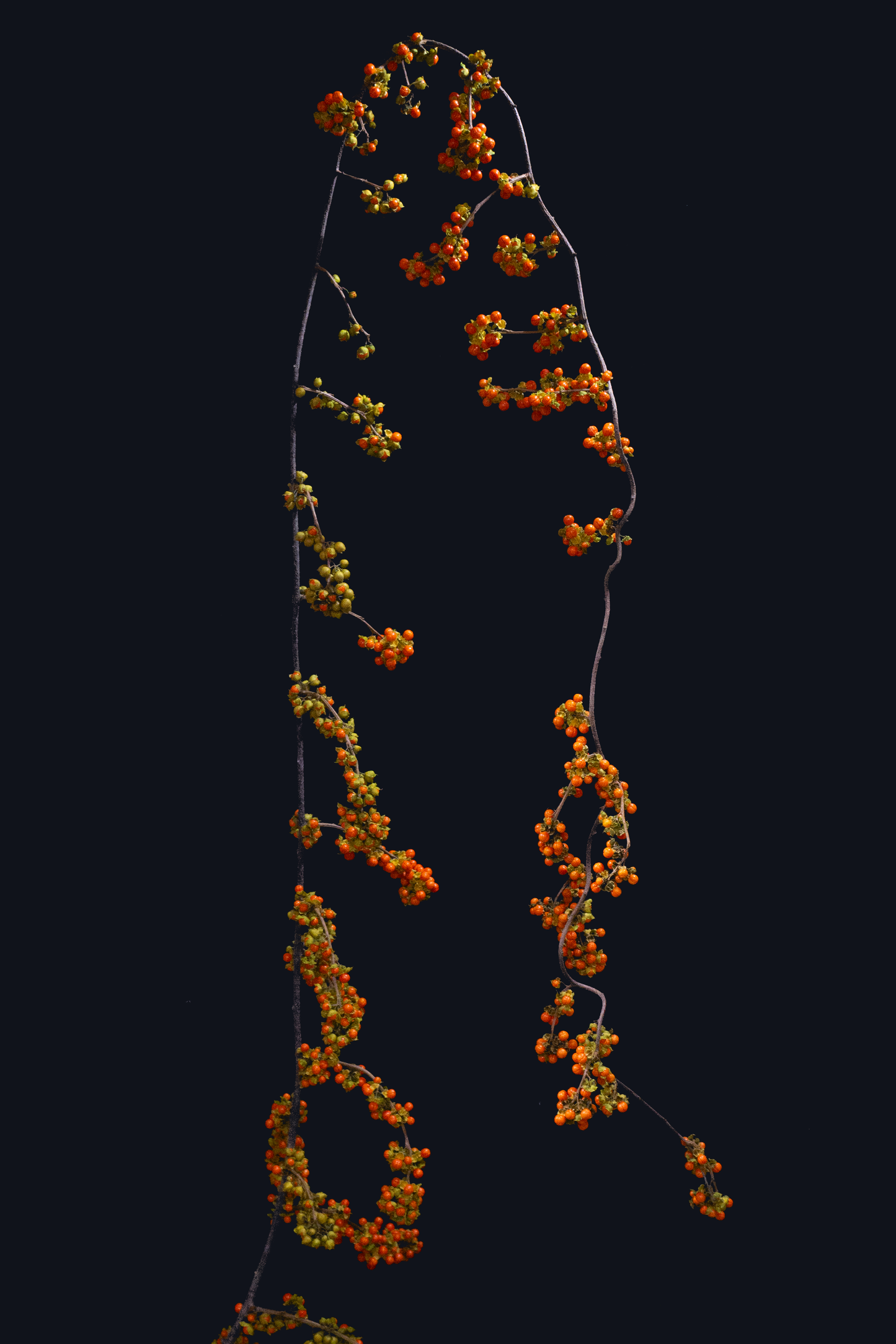 Celastrus orbiculatus (120cm)