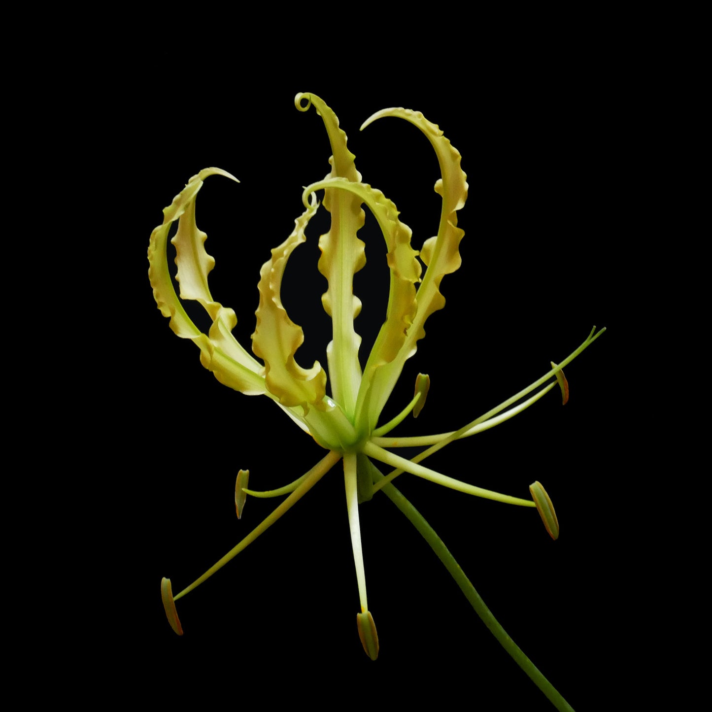 Gloriosa Lutea (2L)