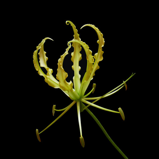 Gloriosa Lutea (2L)
