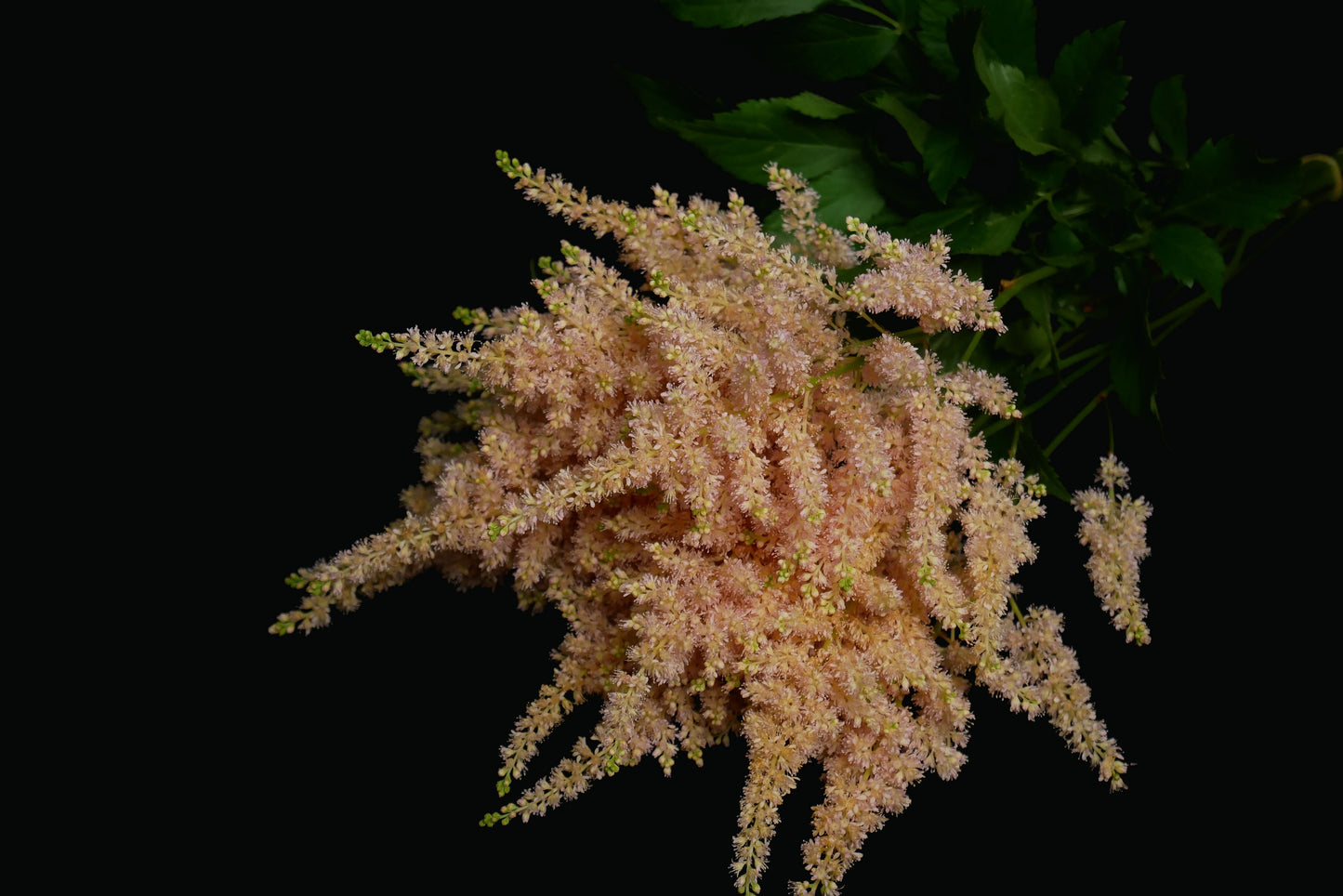 (Clearance Sales) Astilbe Tinted Apricot (40cm)