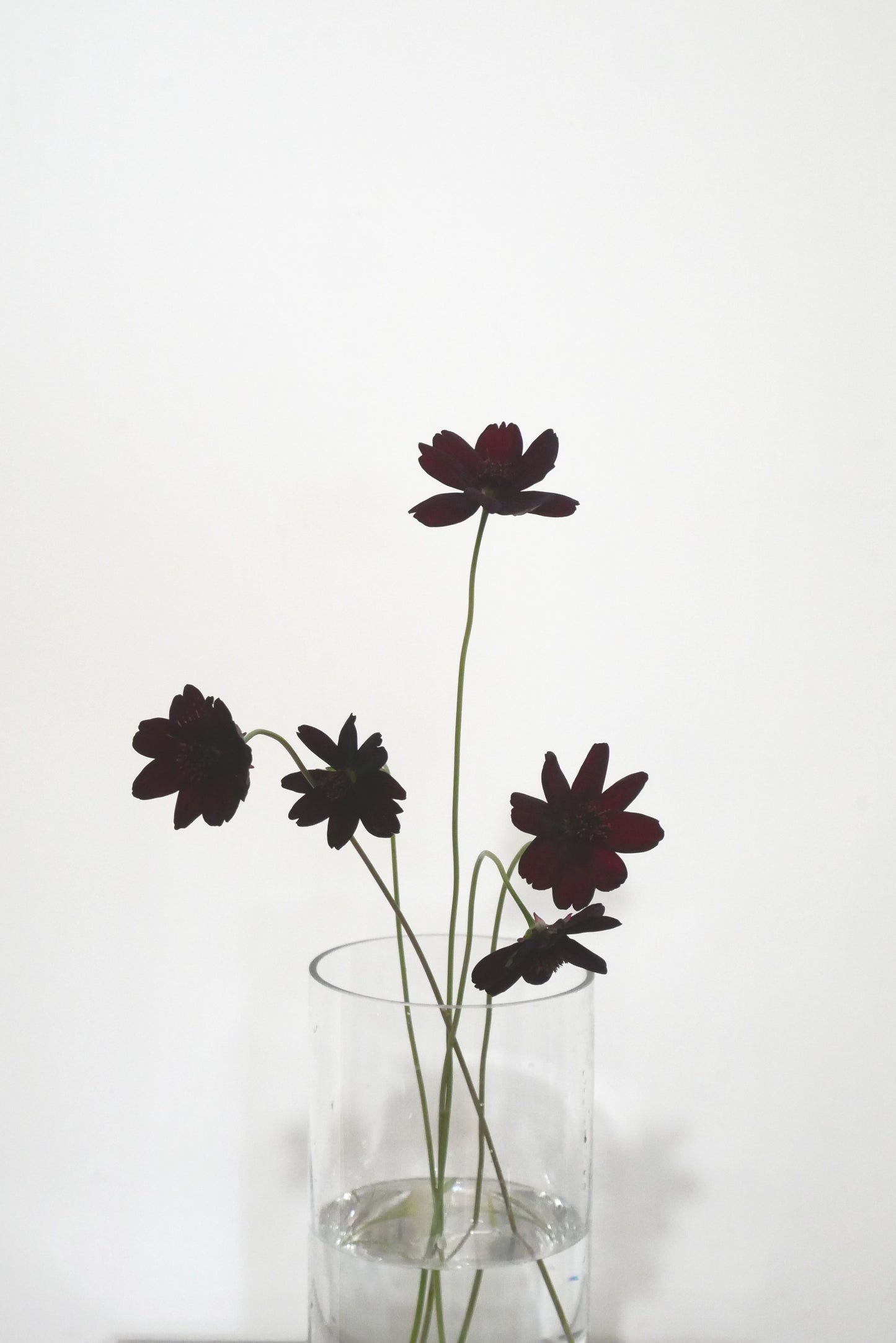 Chocolate Cosmos (40cm)