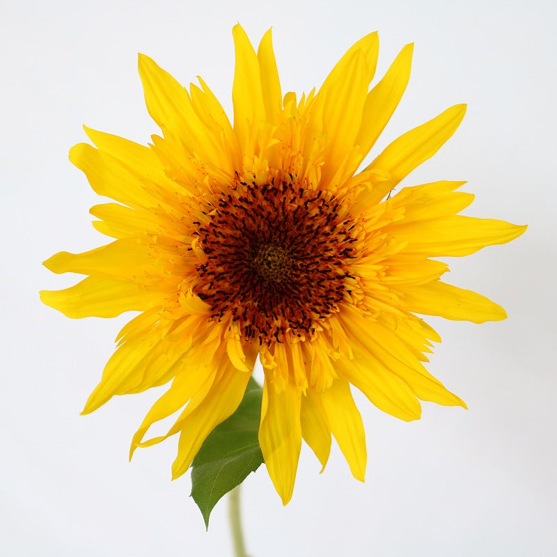 (Clearance sale) Helianthus Panache