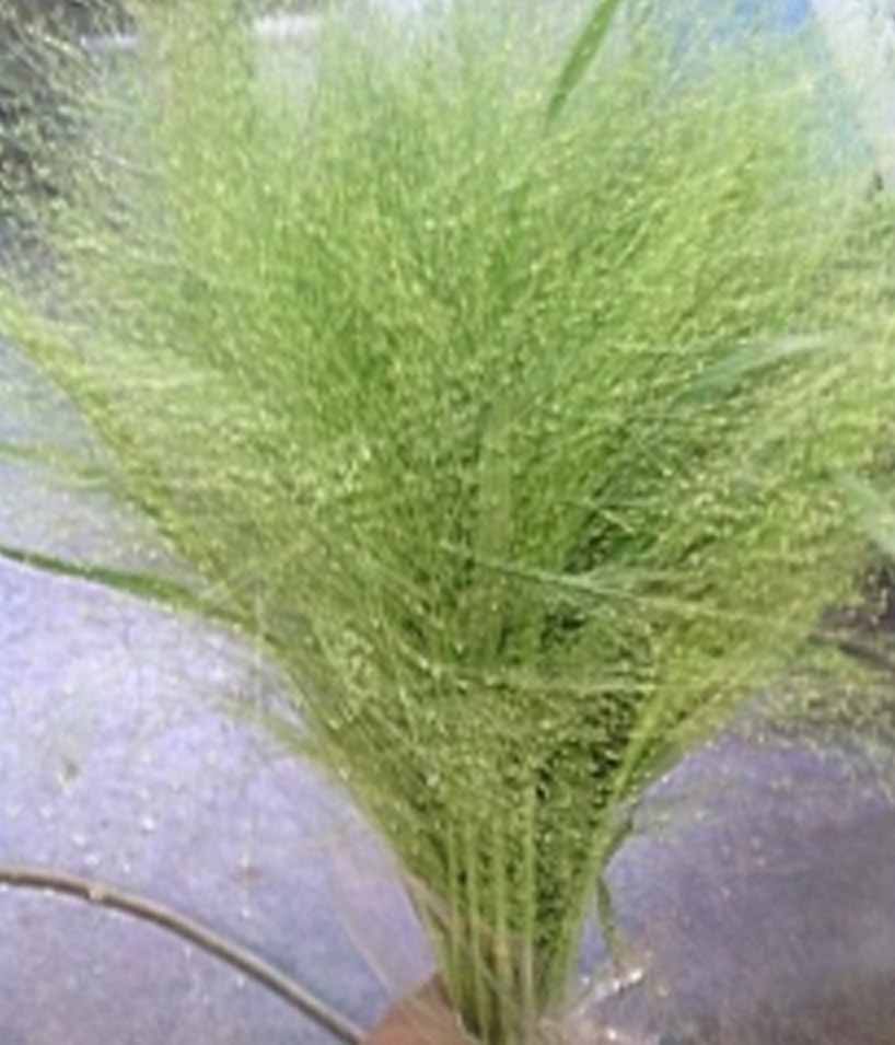 Panicum capillare Smoked glass