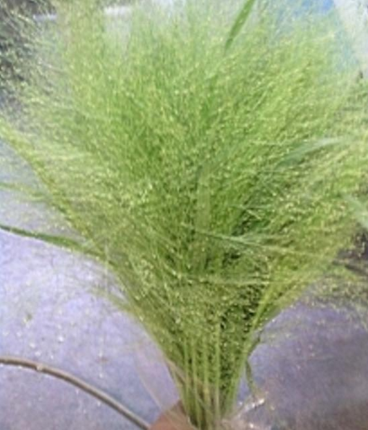Panicum capillare Smoked glass
