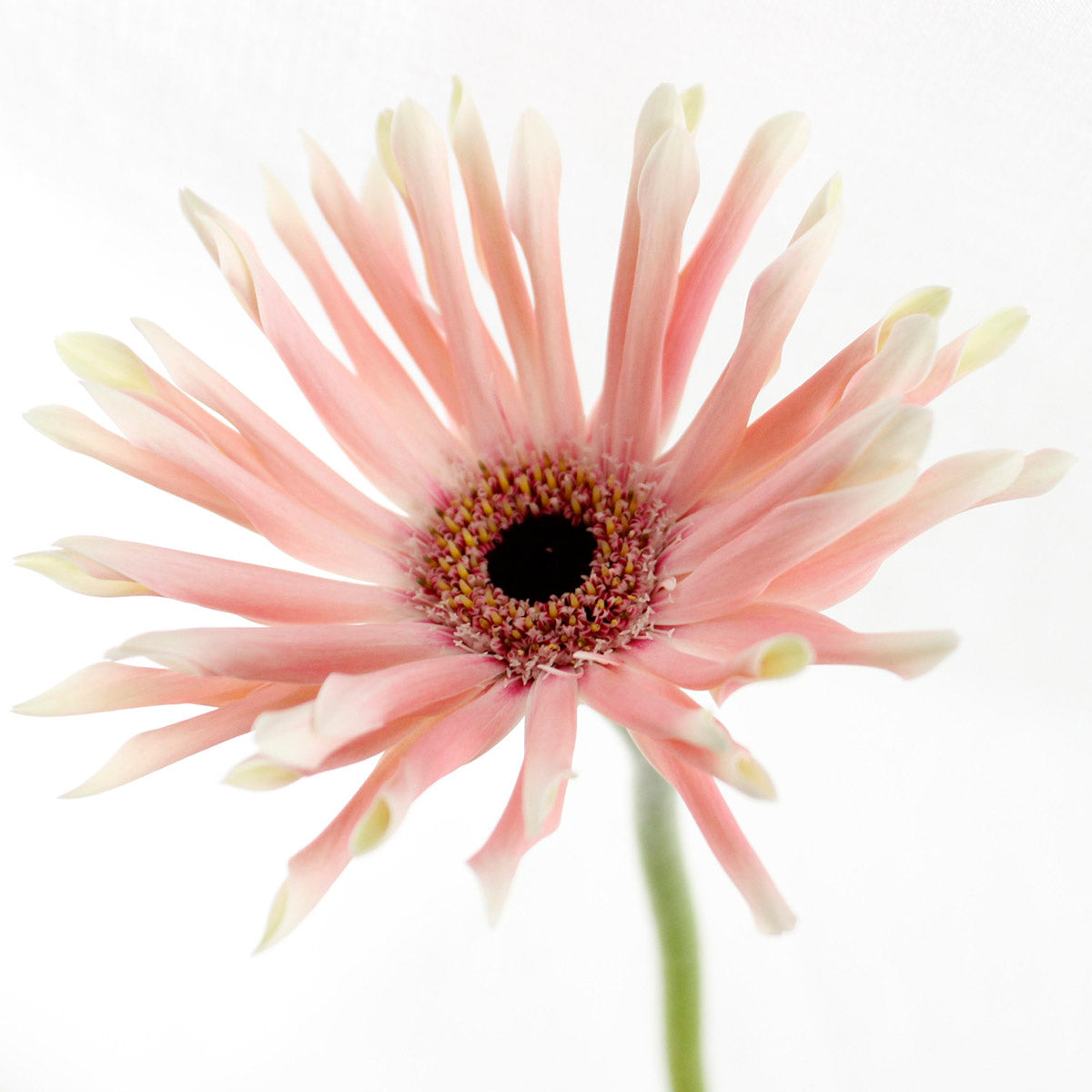 Gerbera Pasta Pesaro