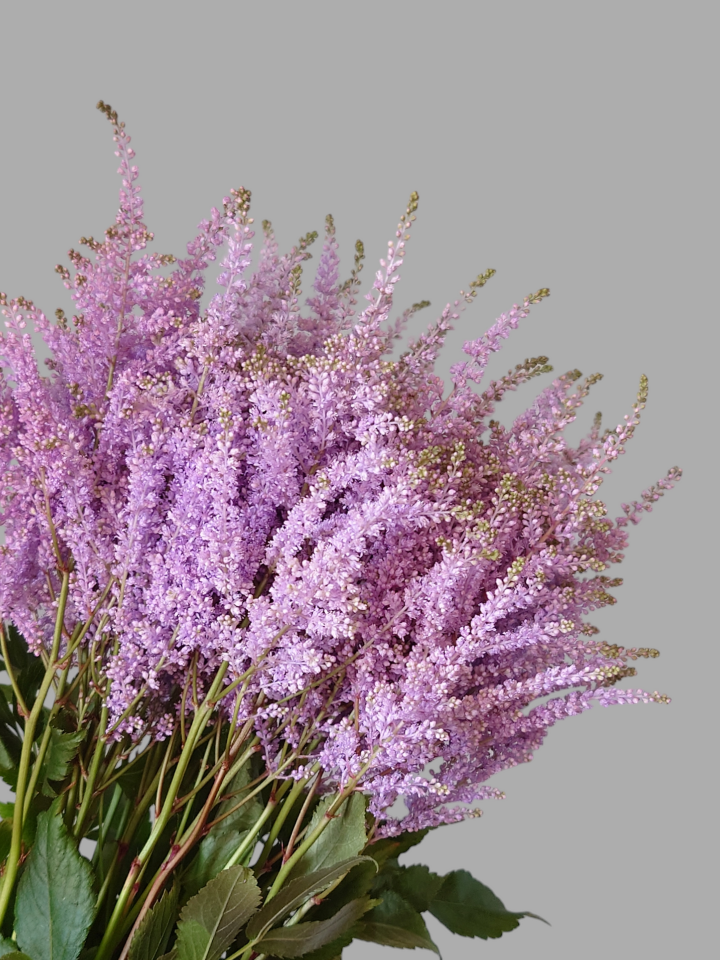 Astilbe Tinted Lavender (40cm)