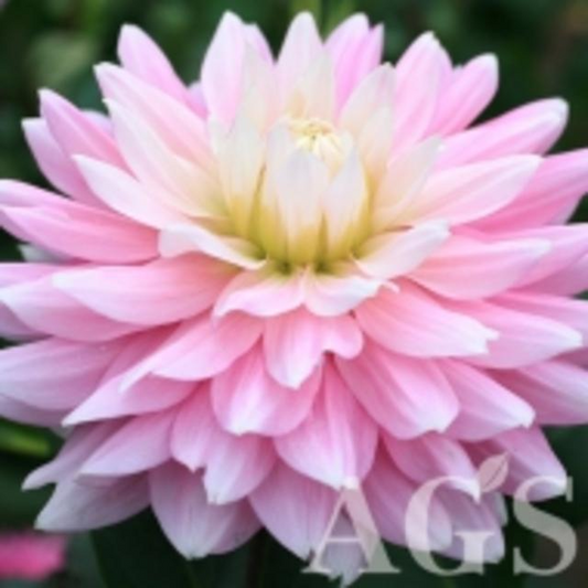Dahlia Pink Diamond