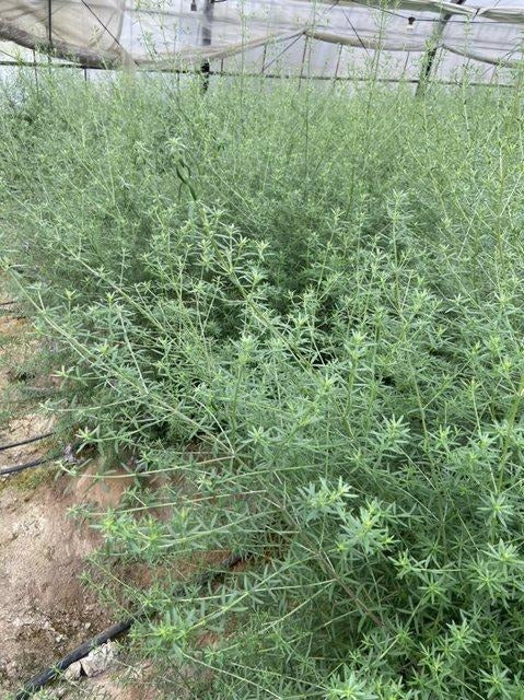 Rosemary (90cm)