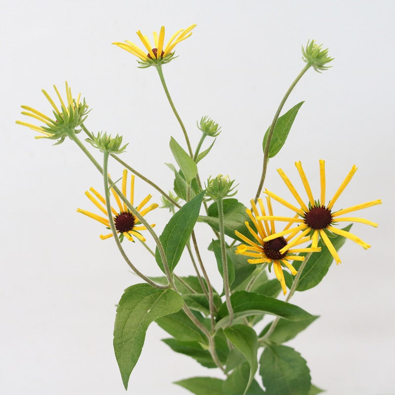 Rudbeckia Henry Eilers (70-75cm)