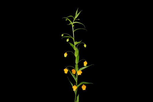 (PROMO!!) Sandersonia (60 cm)