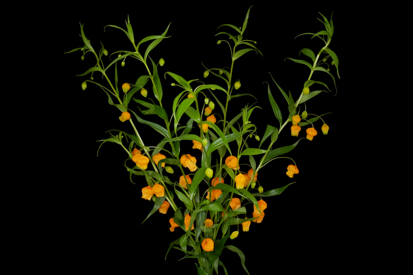 Sandersonia (60 cm)