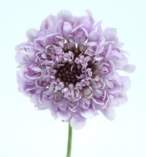 !! Anniversary Promo !! Scabiosa Lavender