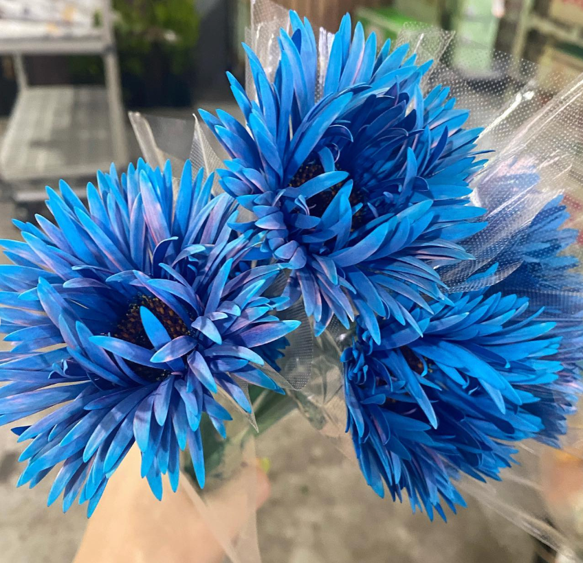 Gerbera Monster Light Blue