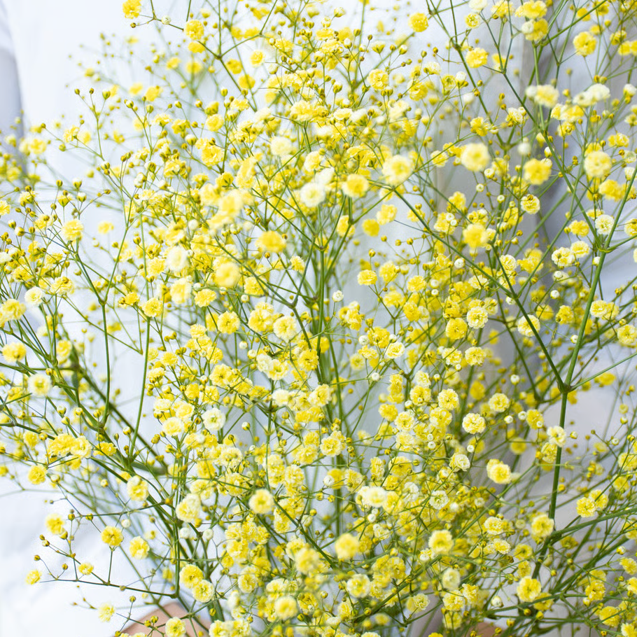 顏色隨機!! Gypsophila elegans Tinted 染め5色ミックス