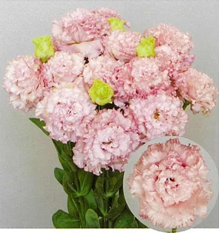 Eustoma Julius Pink (1輪 )