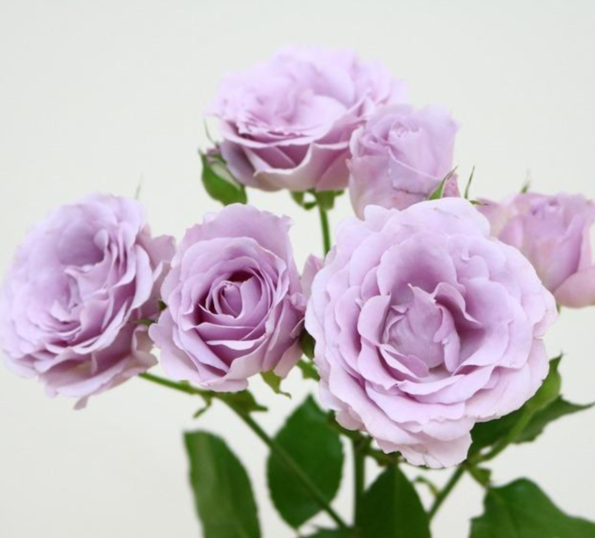 Sterling Sensation+ (40cm)