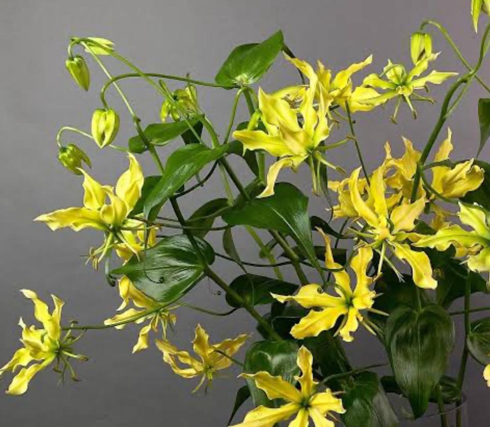 Gloriosa Sunshine