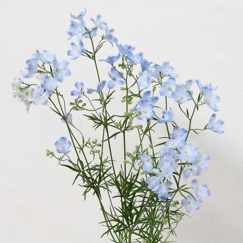 !! Anniversary Promo !! Delphinium Chiffon Blue