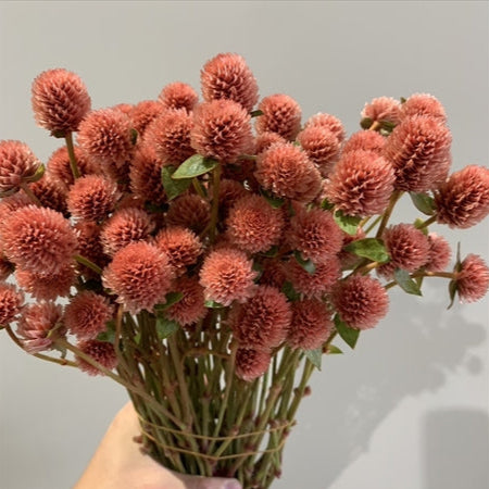 (Clearance Sale) Gomphrena globosa (Tinted Orange) (3F 50cm)