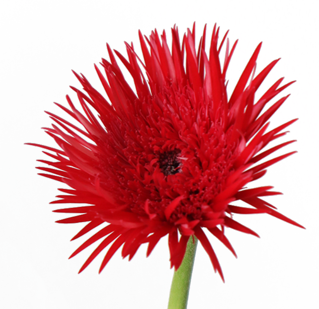 Gerbera Tomoshibi (40cm)