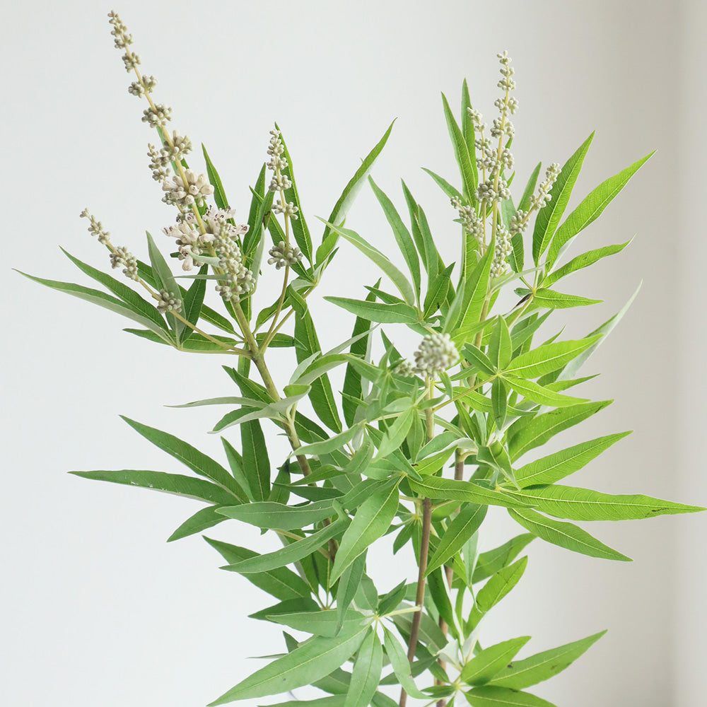 Chasteberry tree (70cm)